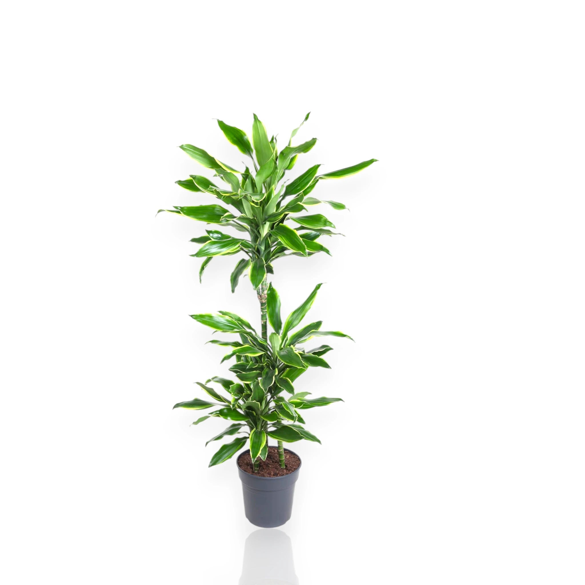 Dracaena fragrans 'Golden coast'