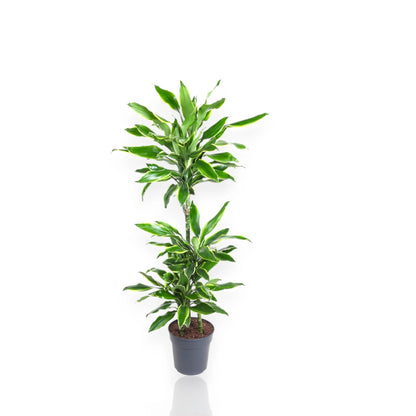 Dracaena fragrans 'Golden coast'