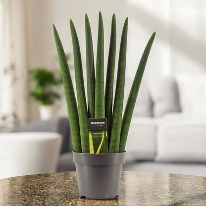 Sansevieria cylindrica 'Fan'