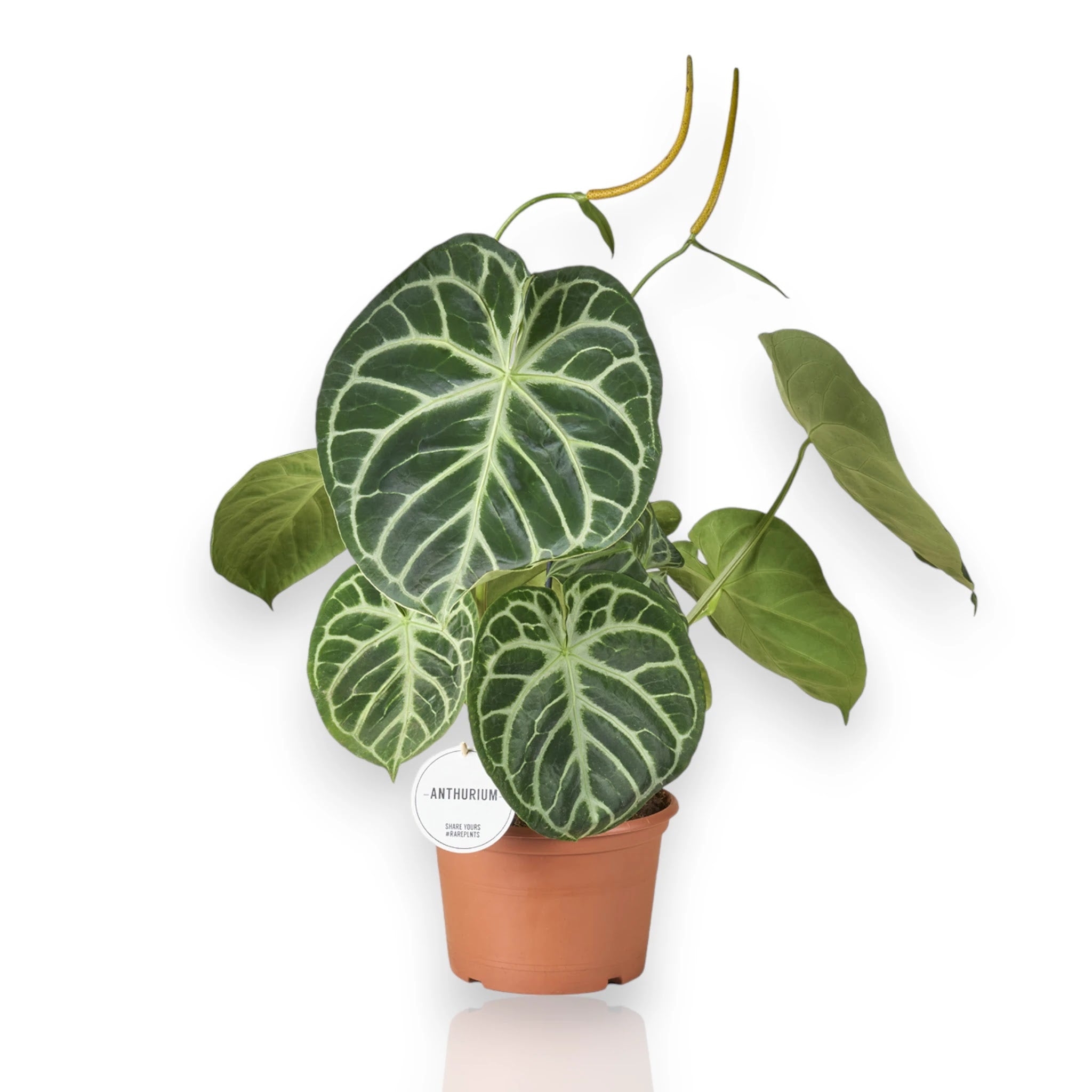 Anthurium 'Silver Blush'