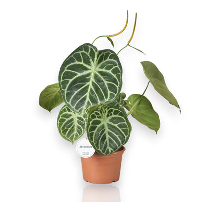 Anthurium 'Silver Blush'