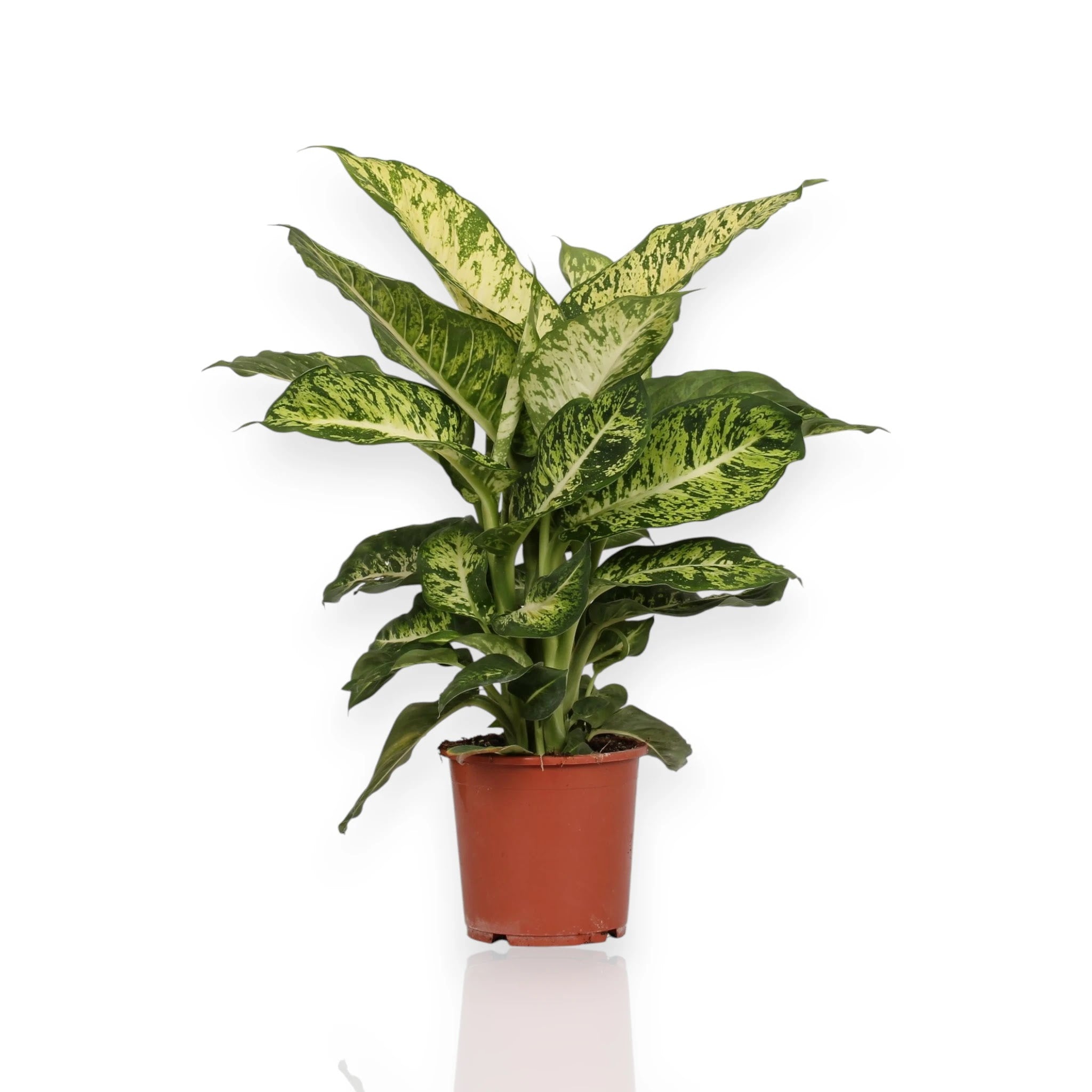 Dieffenbachia Mars pianta da interno con foglie verdi variegate bianco crema in vaso decorativo