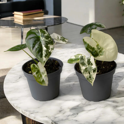 Alocasia variegata