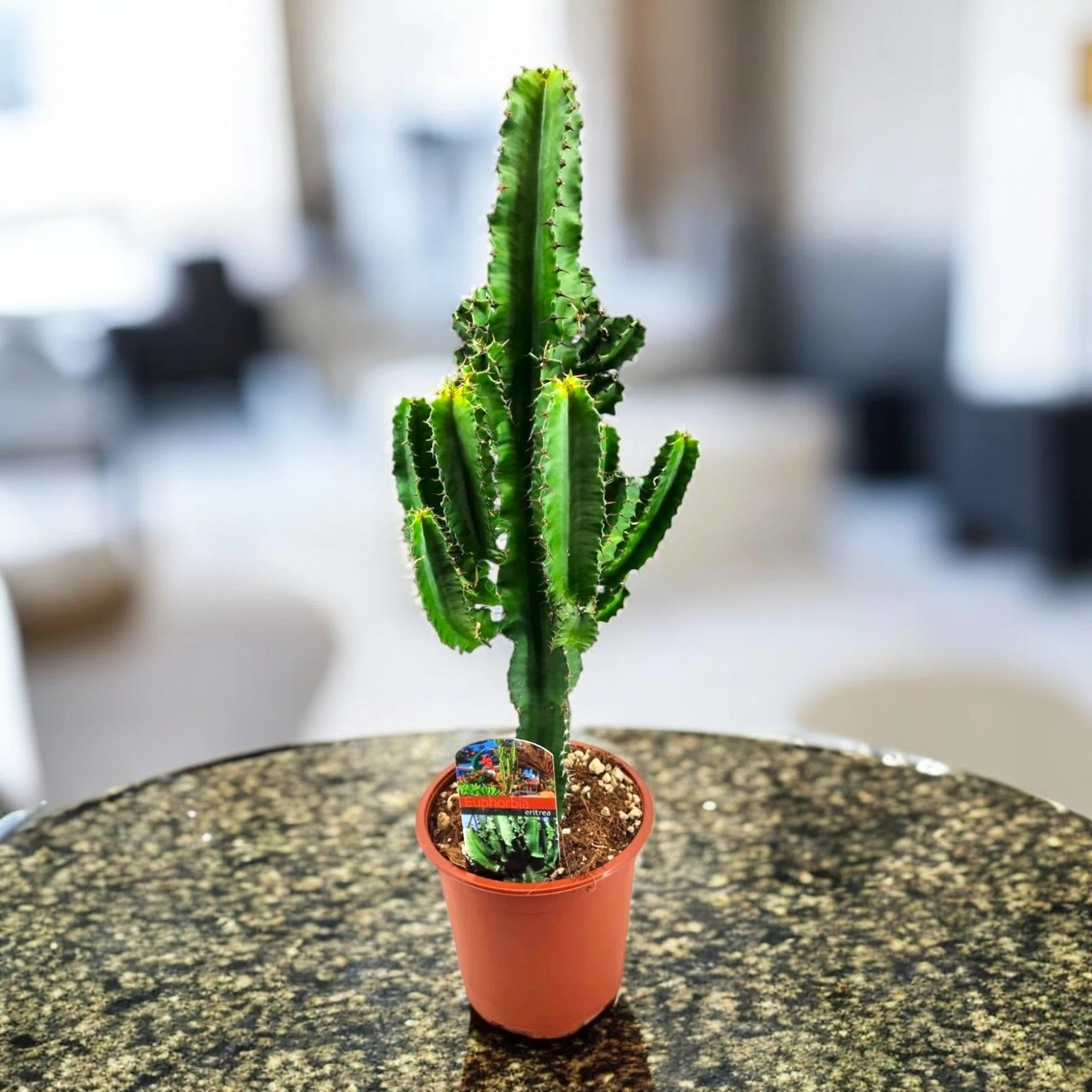 Euphorbia ingens