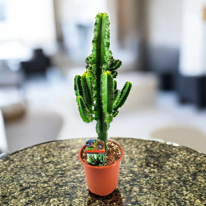 Euphorbia ingens