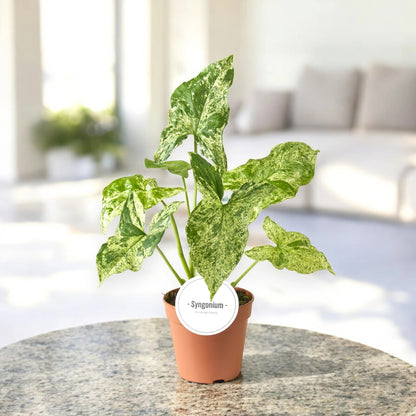 Syngonium 'Mottled'