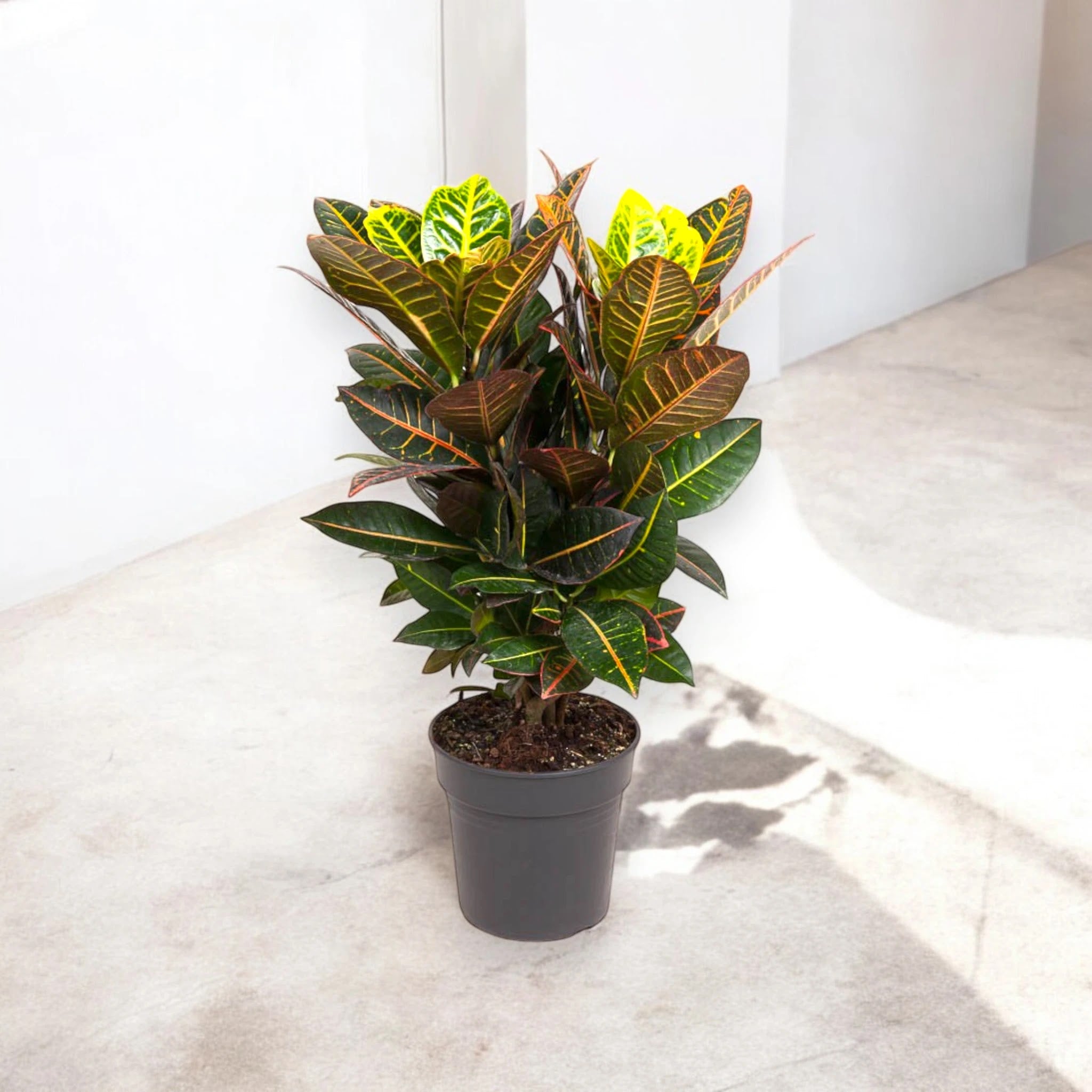 Codiaeum variegatum 'Petra'
