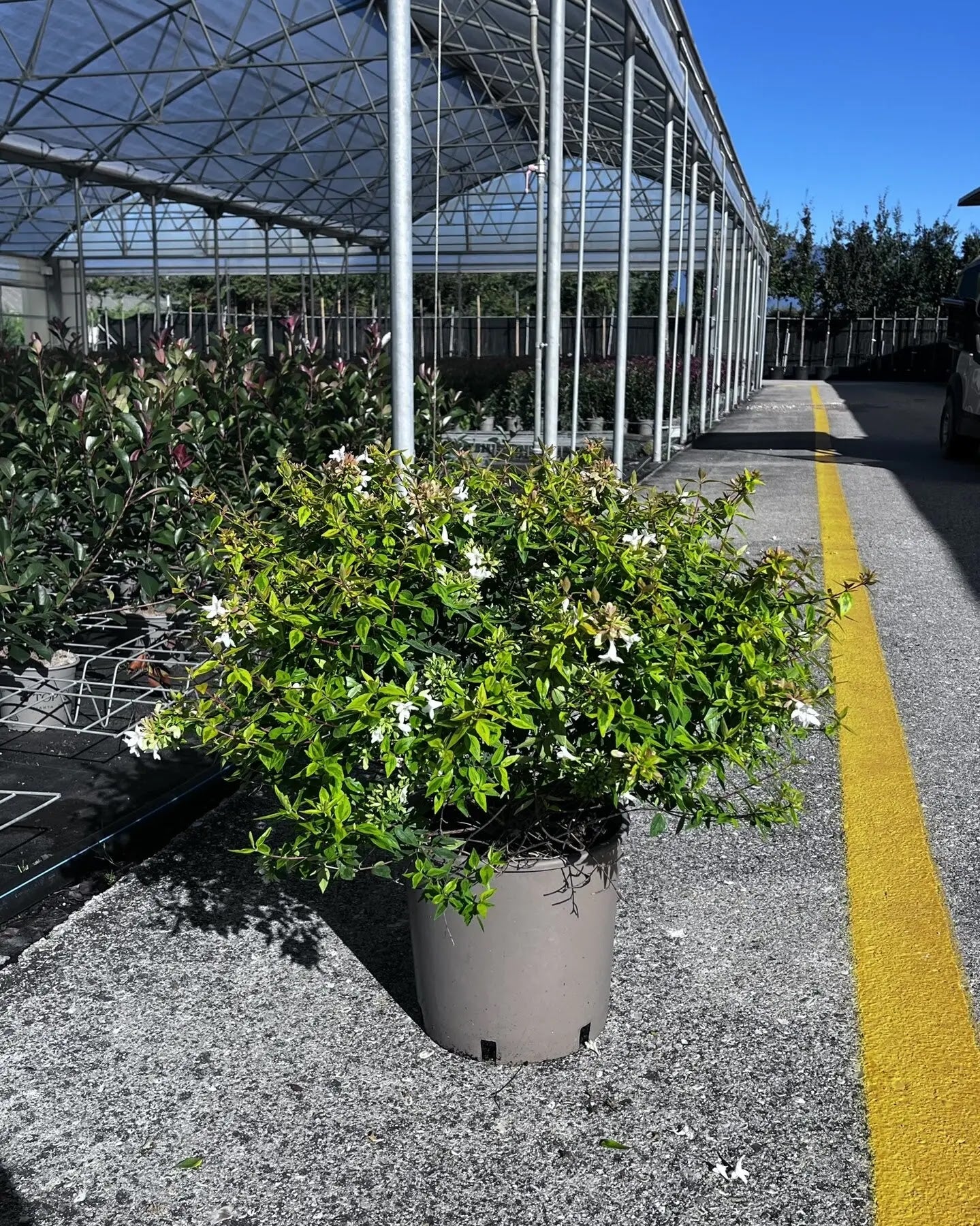Abelia grandiflora