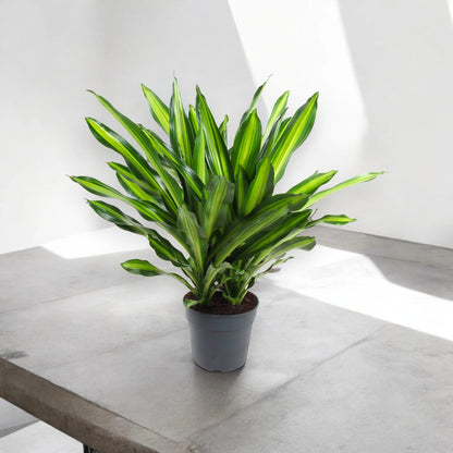 Dracaena fragrans 'Burley'