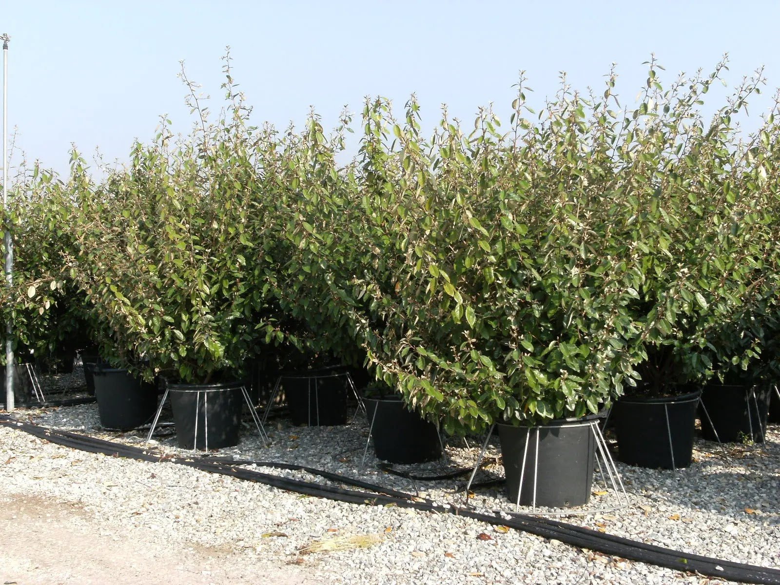 Elaeagnus × ebbingei