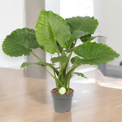 Dettaglio foglia Alocasia gageana con nervature profonde e superficie lucida verde intenso