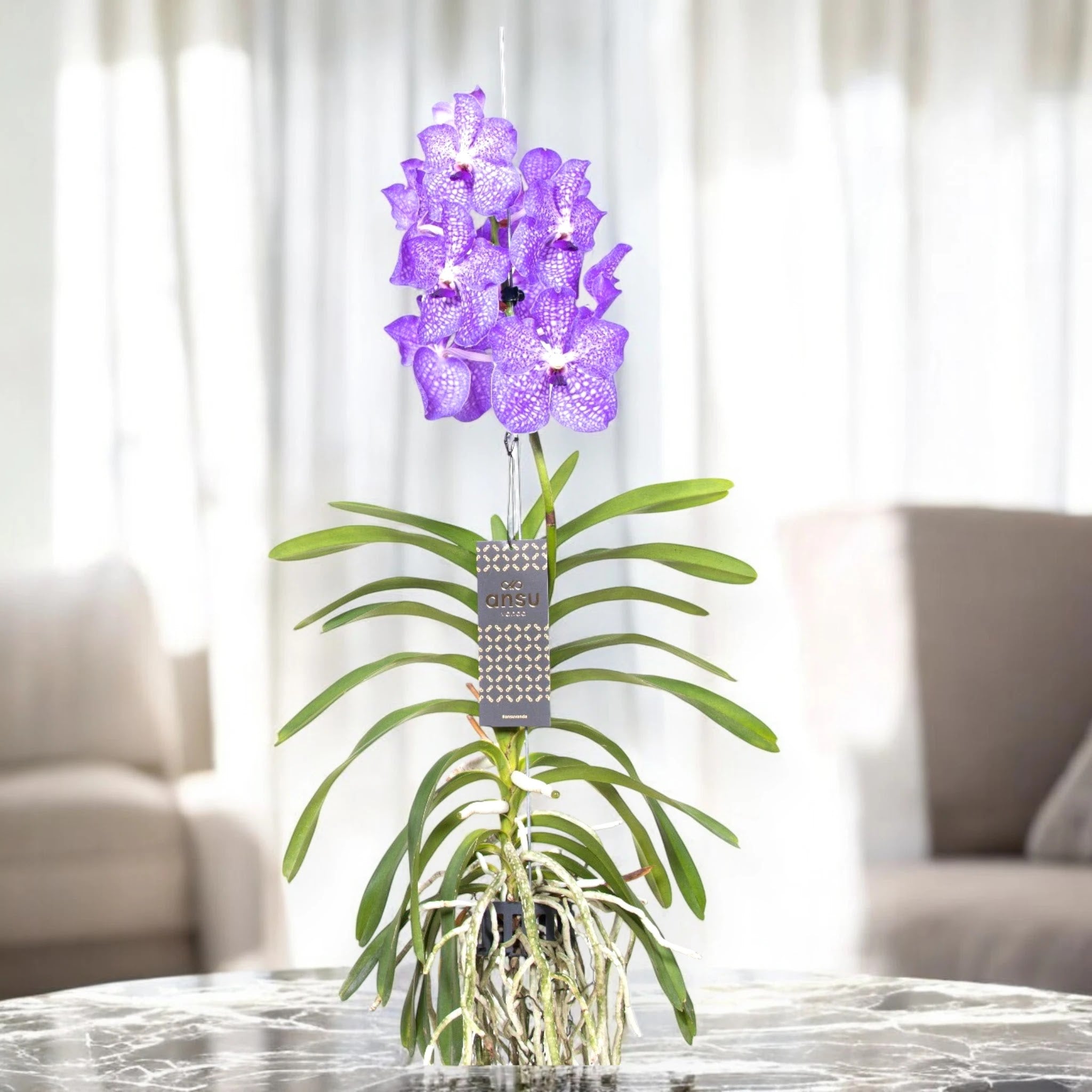 Vanda 'Light Blue'
