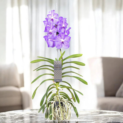 Vanda 'Light Blue'