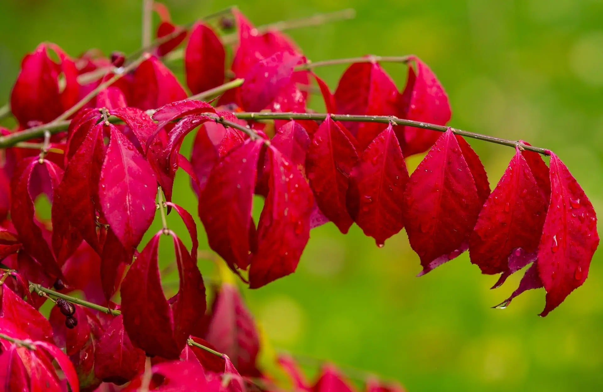 Evonimo - Euonymus 'Alatus'