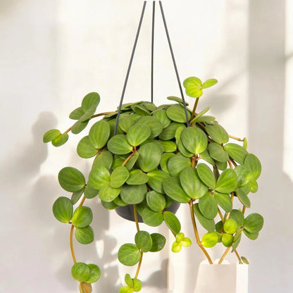 Peperomia tetraphylla 'Hope'