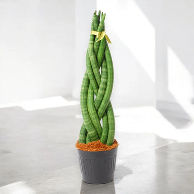 Dettaglio delle foglie carnose intrecciate della Sansevieria Twister con striature verde scuro