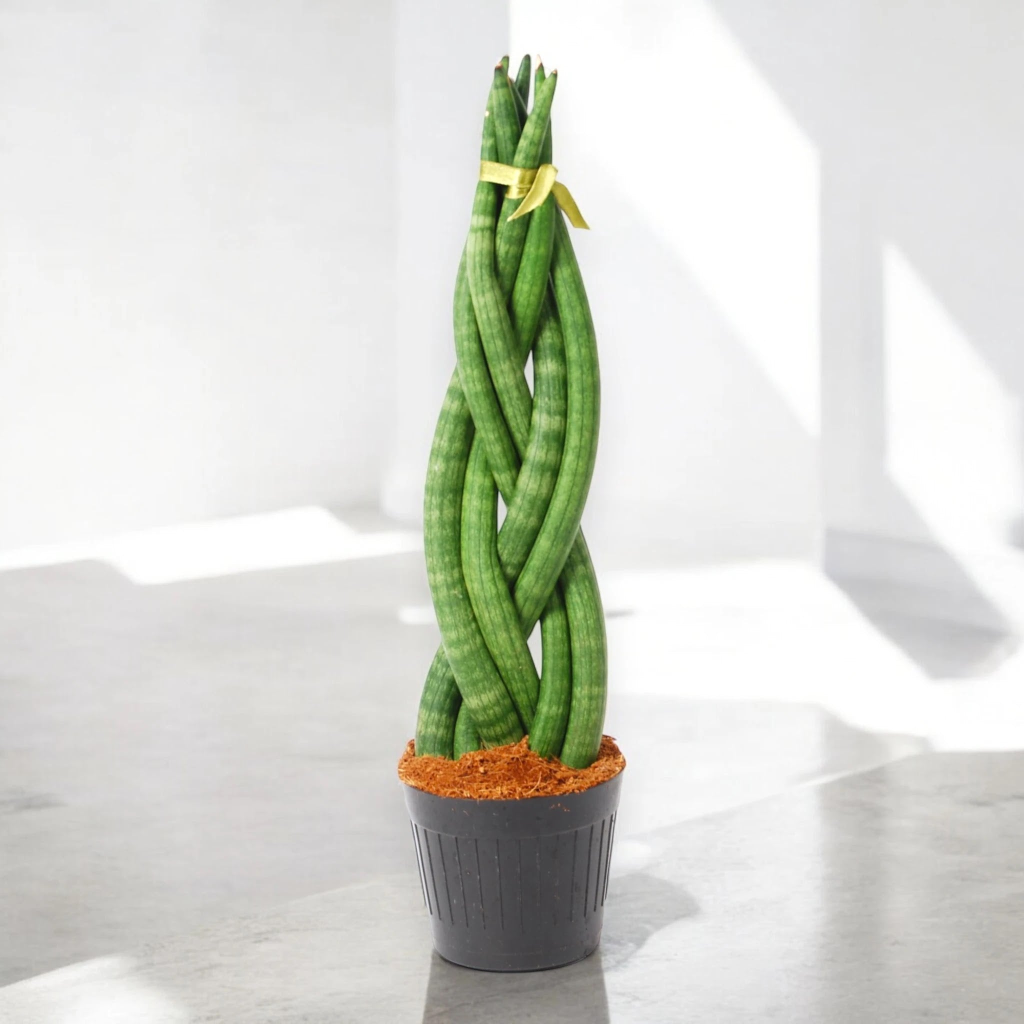 Dettaglio delle foglie carnose intrecciate della Sansevieria Twister con striature verde scuro