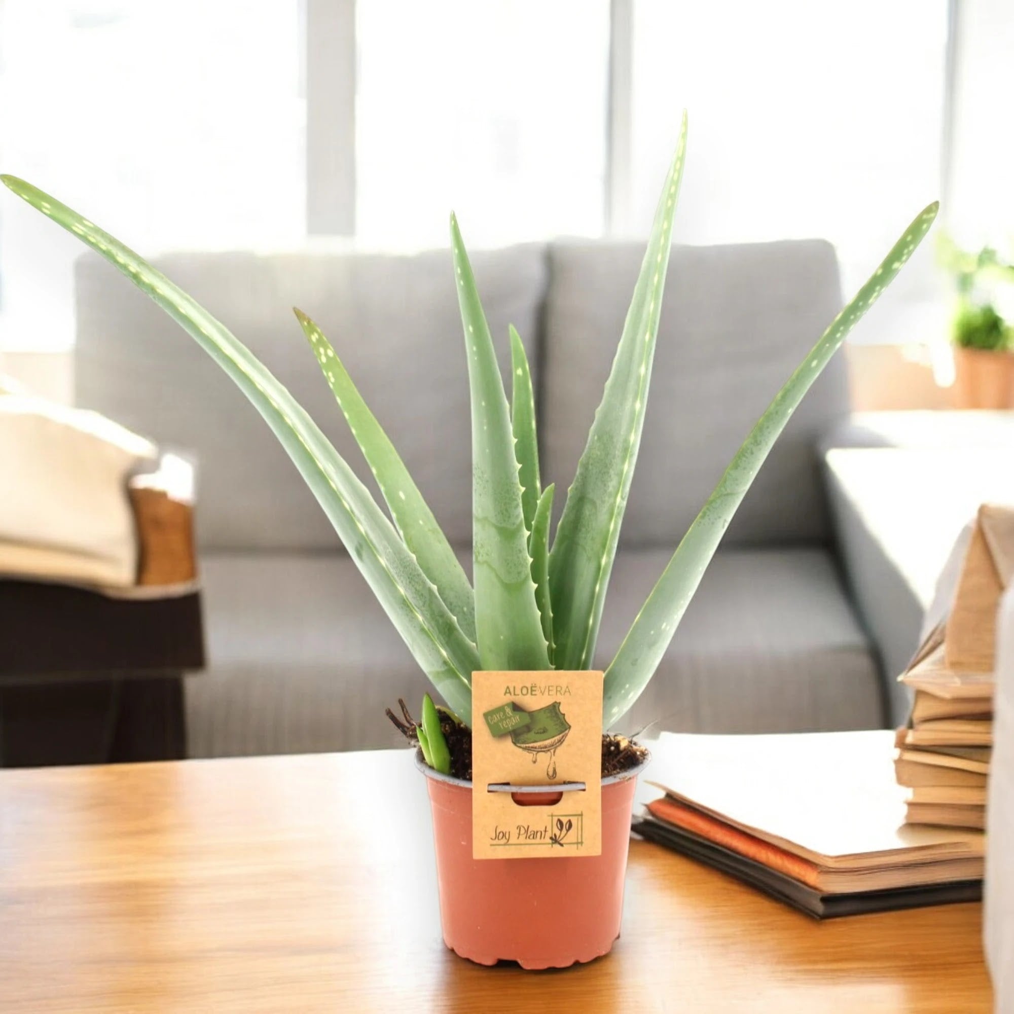 Aloe vera