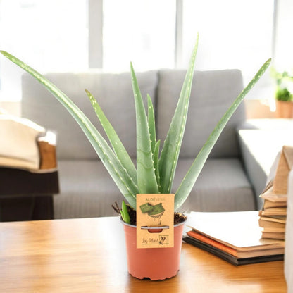 Aloe vera