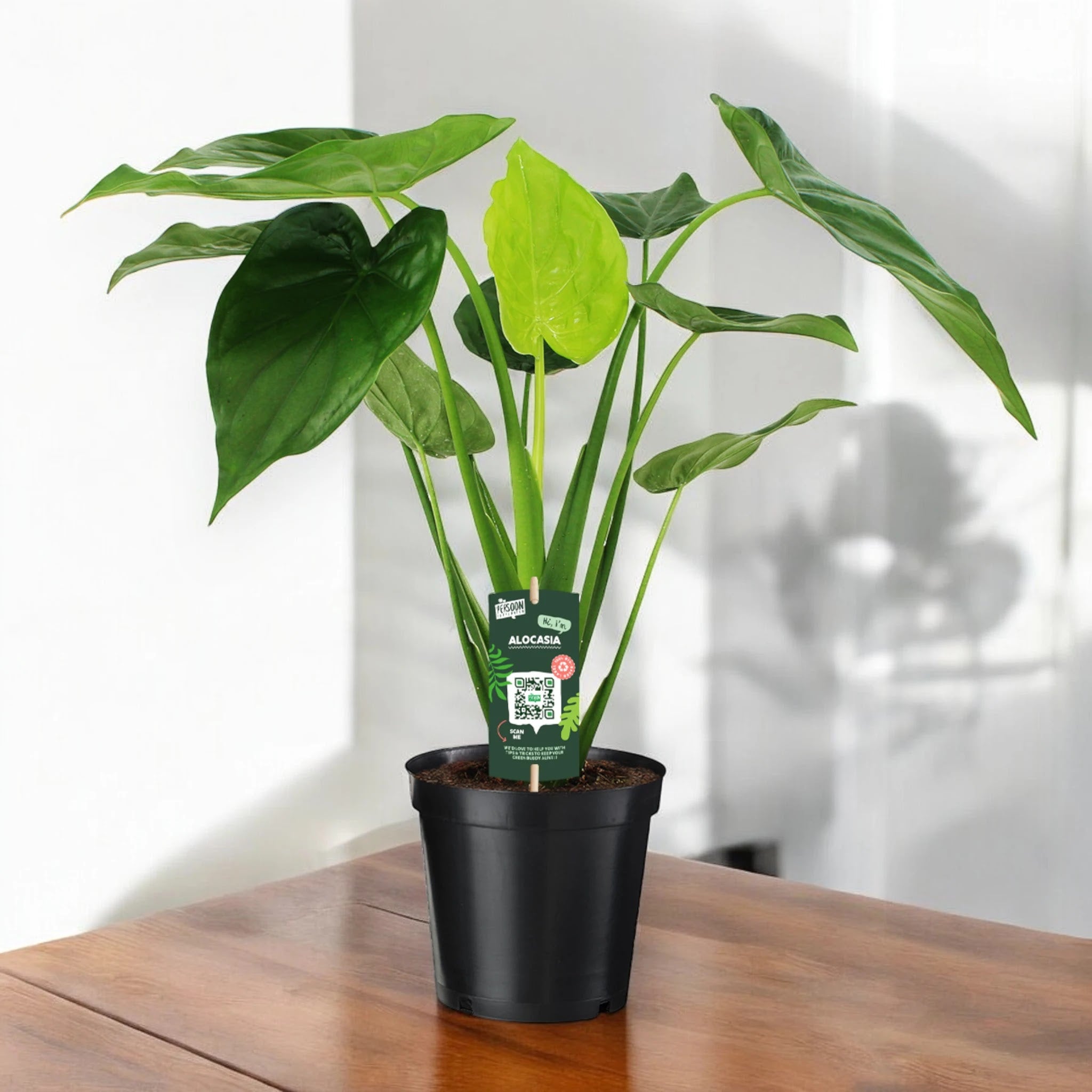 Alocasia cucullata