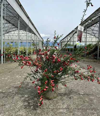 Cytisus scoparius