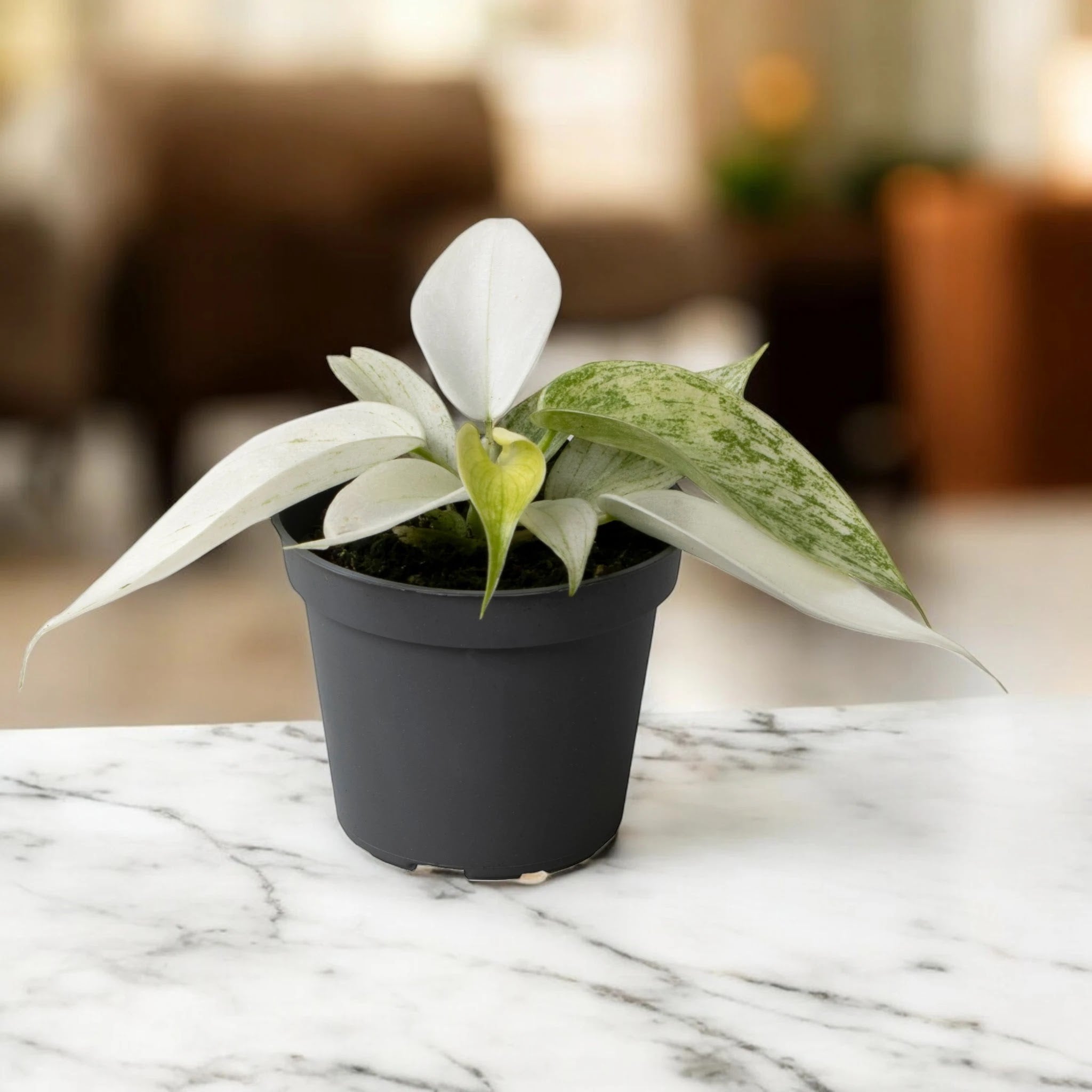 Dettaglio foglie giovani bianco-crema e mature verdi del Philodendron Florida Ghost