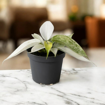 Dettaglio foglie giovani bianco-crema e mature verdi del Philodendron Florida Ghost