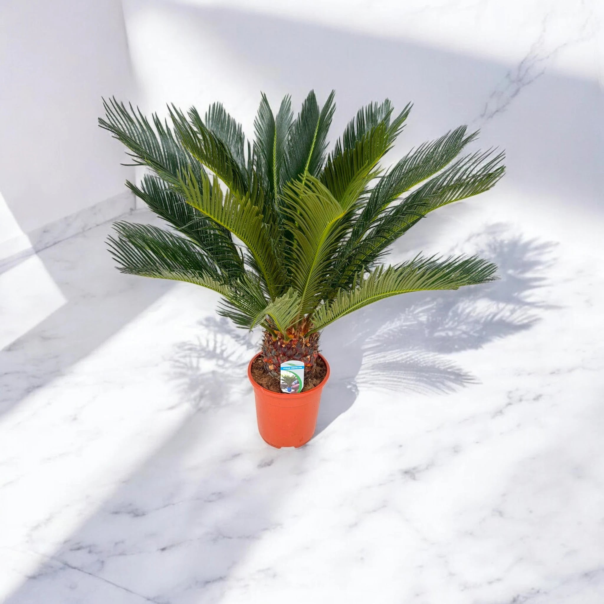 Cycas revoluta