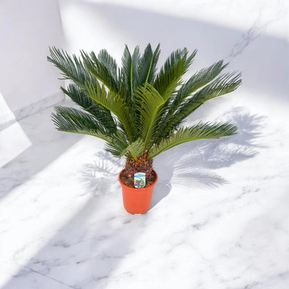 Cycas revoluta