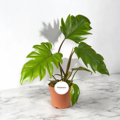 Philodendron 'Mayoi'