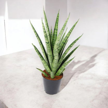 Dettaglio foglie Sansevieria Pineapple con bordi gialli e striature verdi che ricordano la buccia dell'ananas