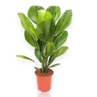 Licuala palma ventaglio in vaso da interno con foglie circolari perfette in ambiente moderno