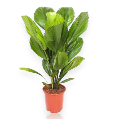 Licuala palma ventaglio in vaso da interno con foglie circolari perfette in ambiente moderno