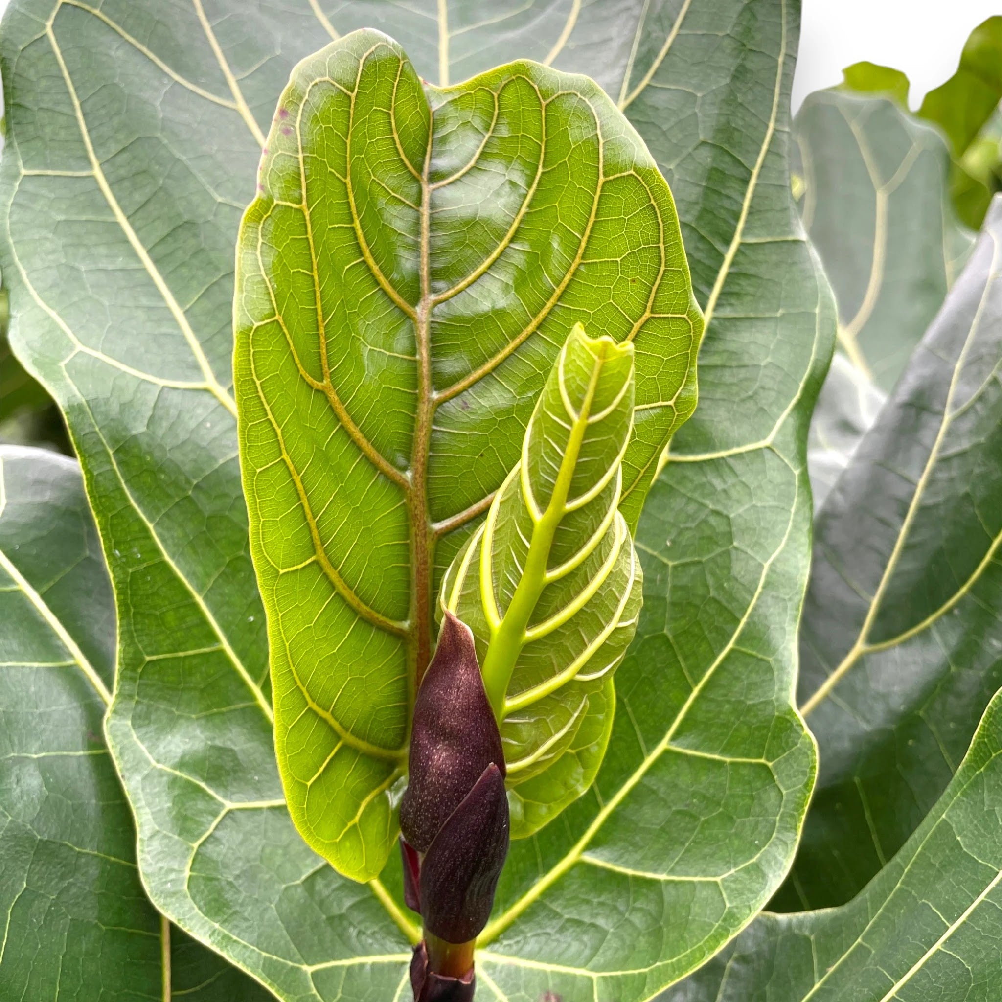 Ficus lyrata