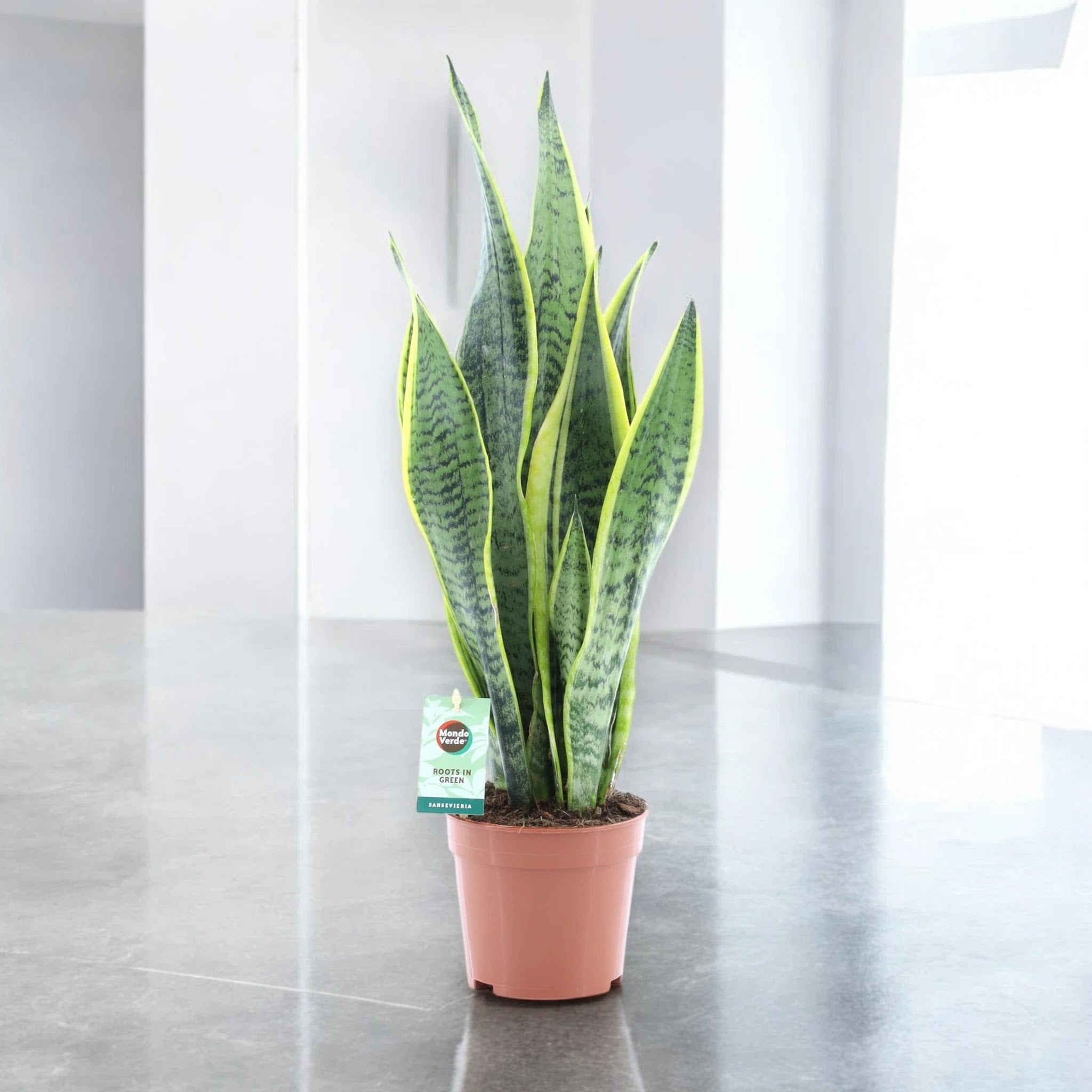 Sansevieria trifasciata 'Laurentii'
