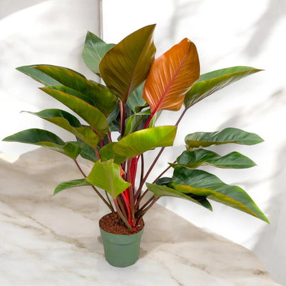 Dettaglio foglia bordeaux metallica del Philodendron Red Beauty con venature evidenti