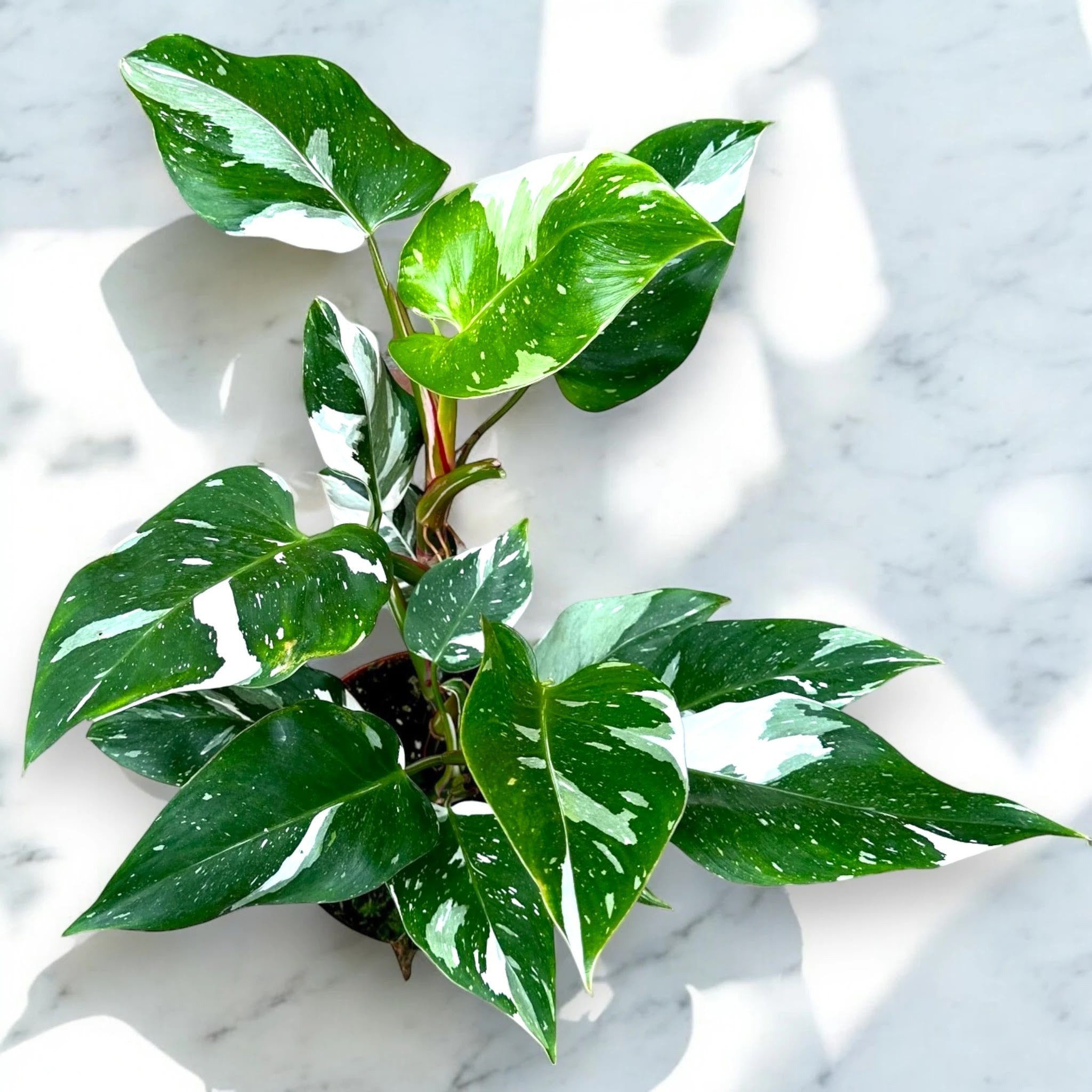 Philodendron white Princess