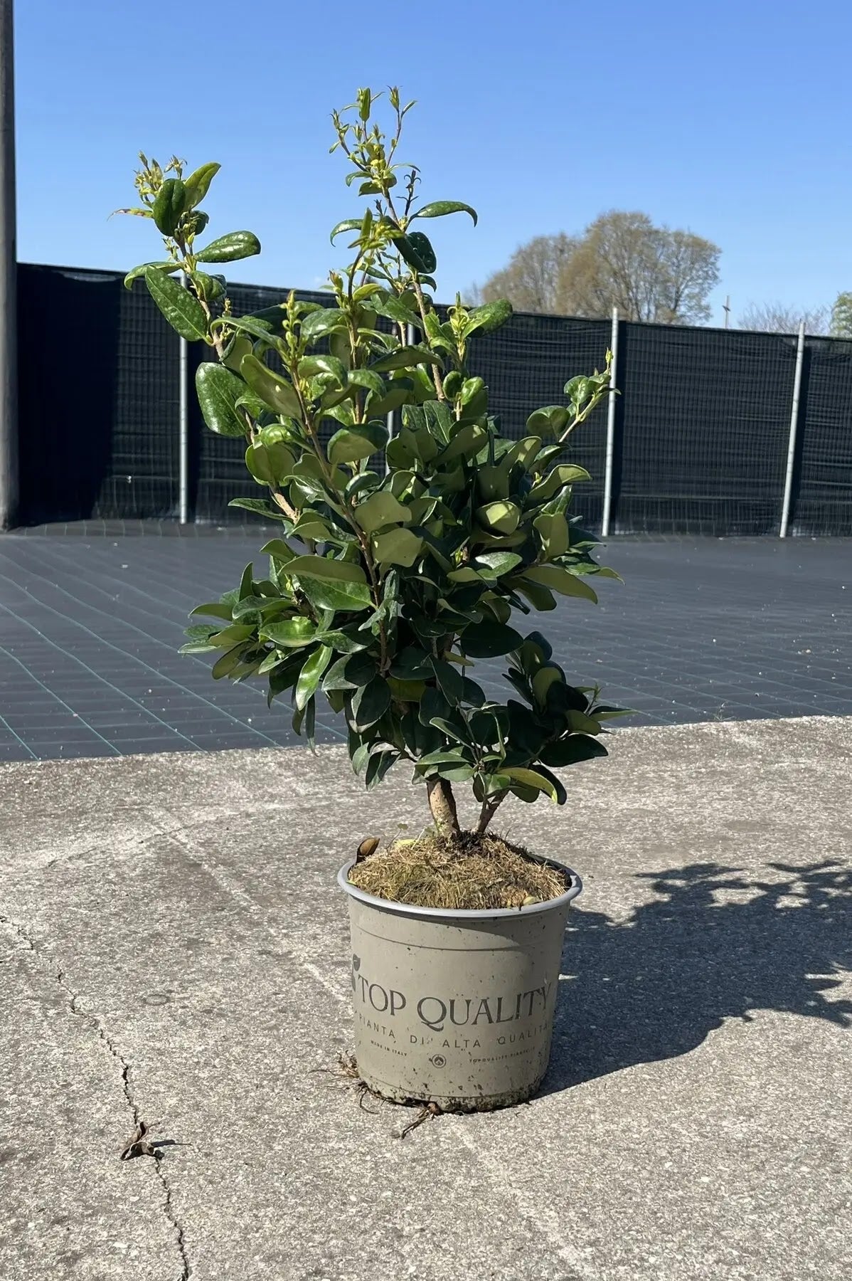 Ligustro - Ligustrum texanum