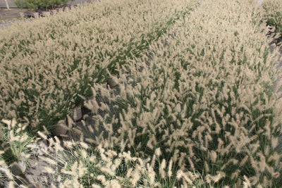 Pennisetum Little Bunny nano in vaso con piccole spighe dorate