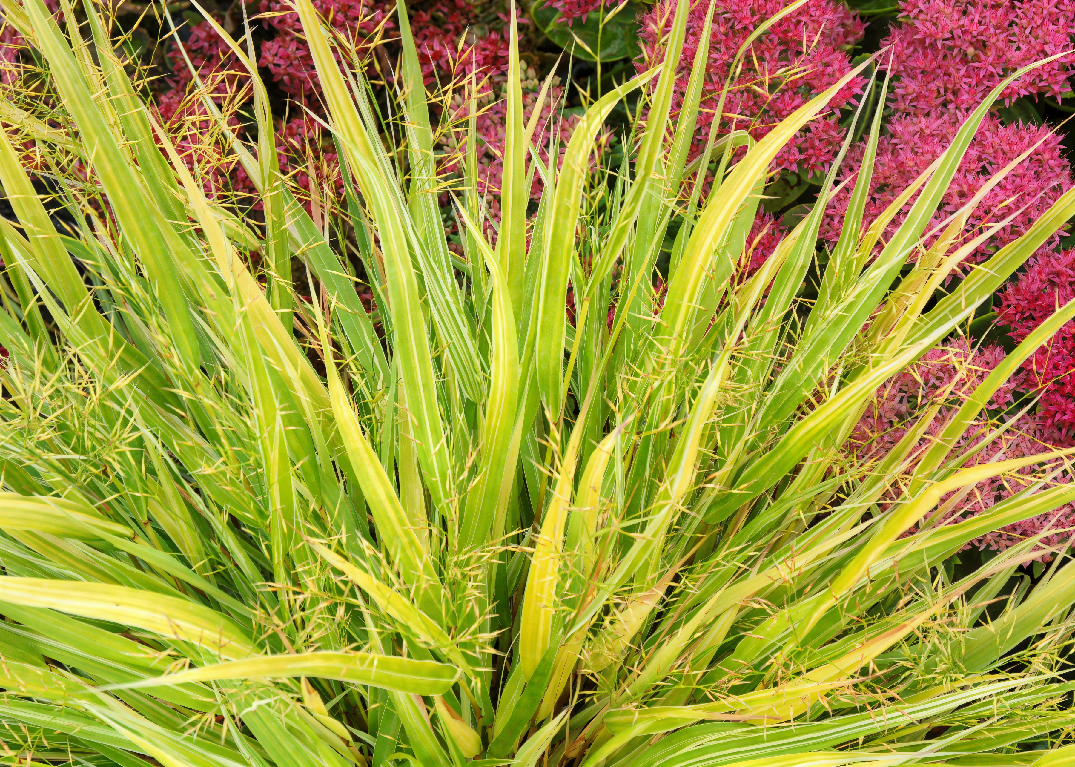 Pianta di Hakonechloa macra con portamento elegante e ricadente