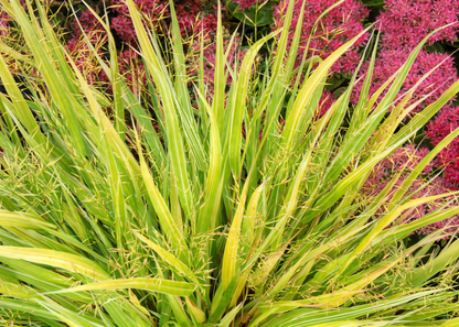 Pianta di Hakonechloa macra con portamento elegante e ricadente
