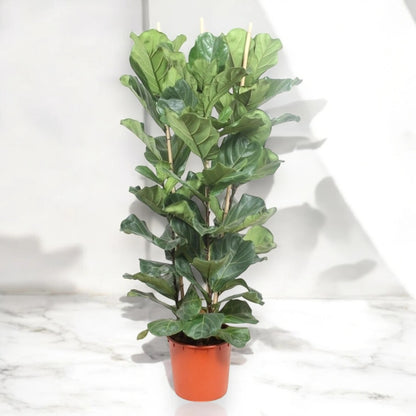 Ficus lyrata
