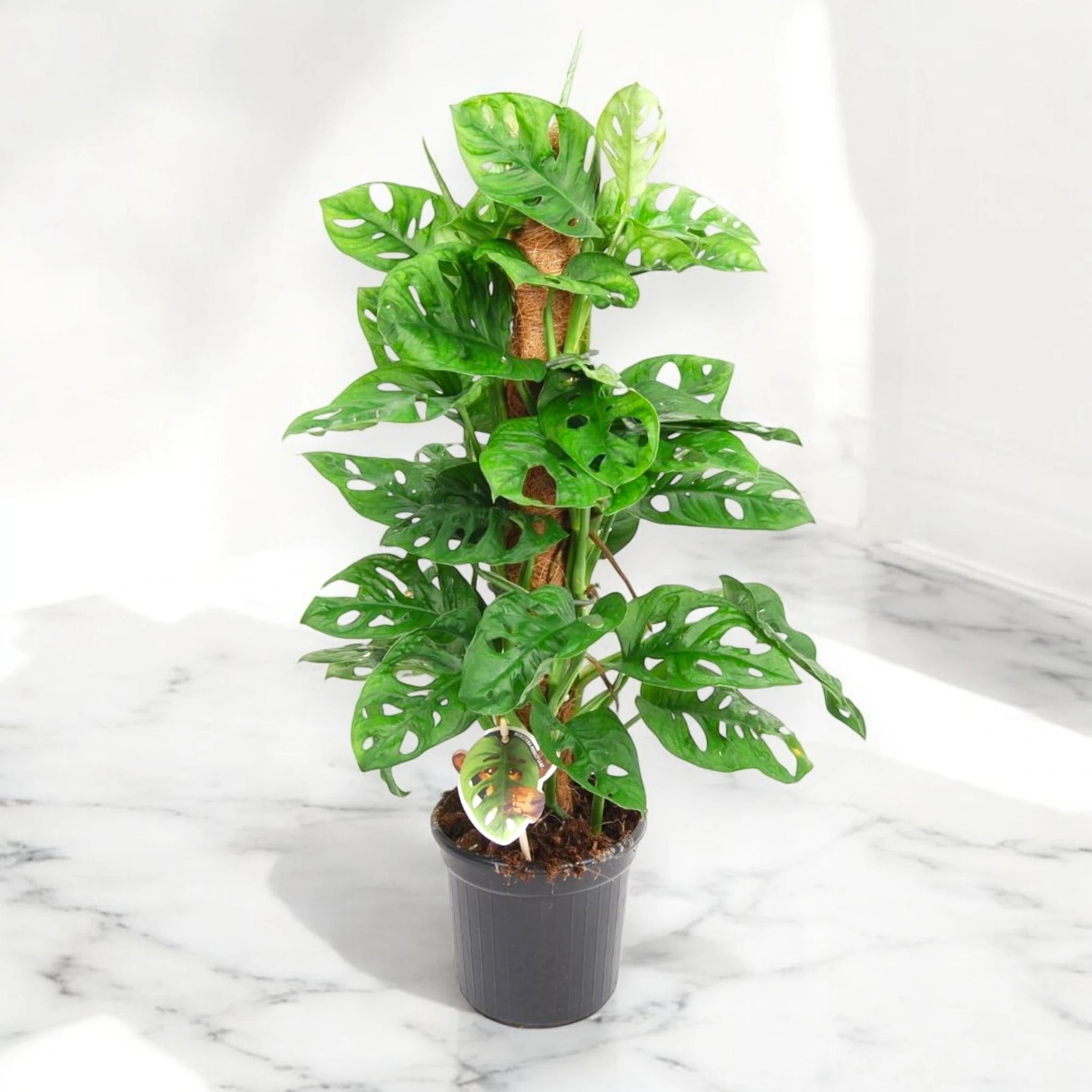 Monstera adansonii