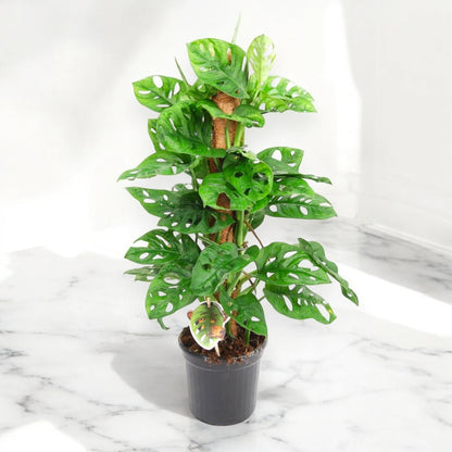 Monstera adansonii