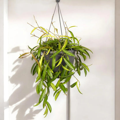 Hoya wayetii