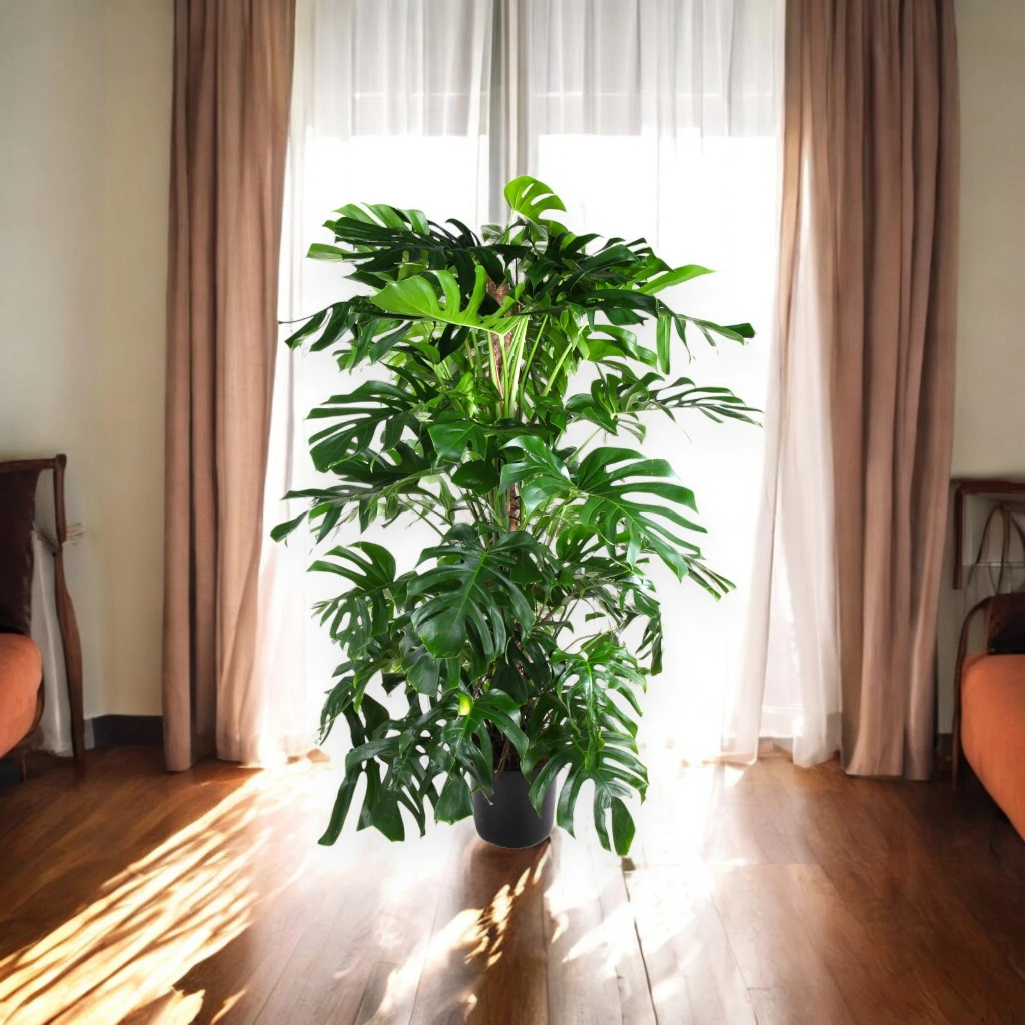 Monstera deliciosa