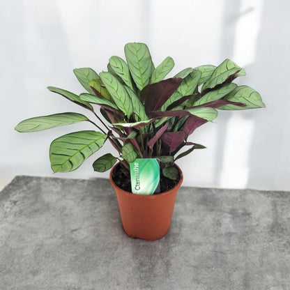 Ctenanthe burle-marxii 'Amagris'