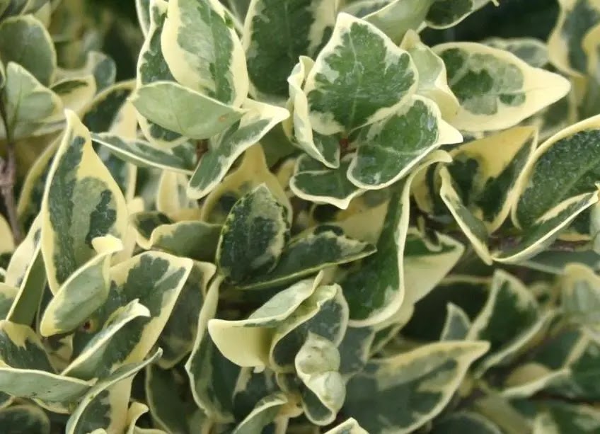 Ligustro - Ligustrum texanum 'Silver Star'