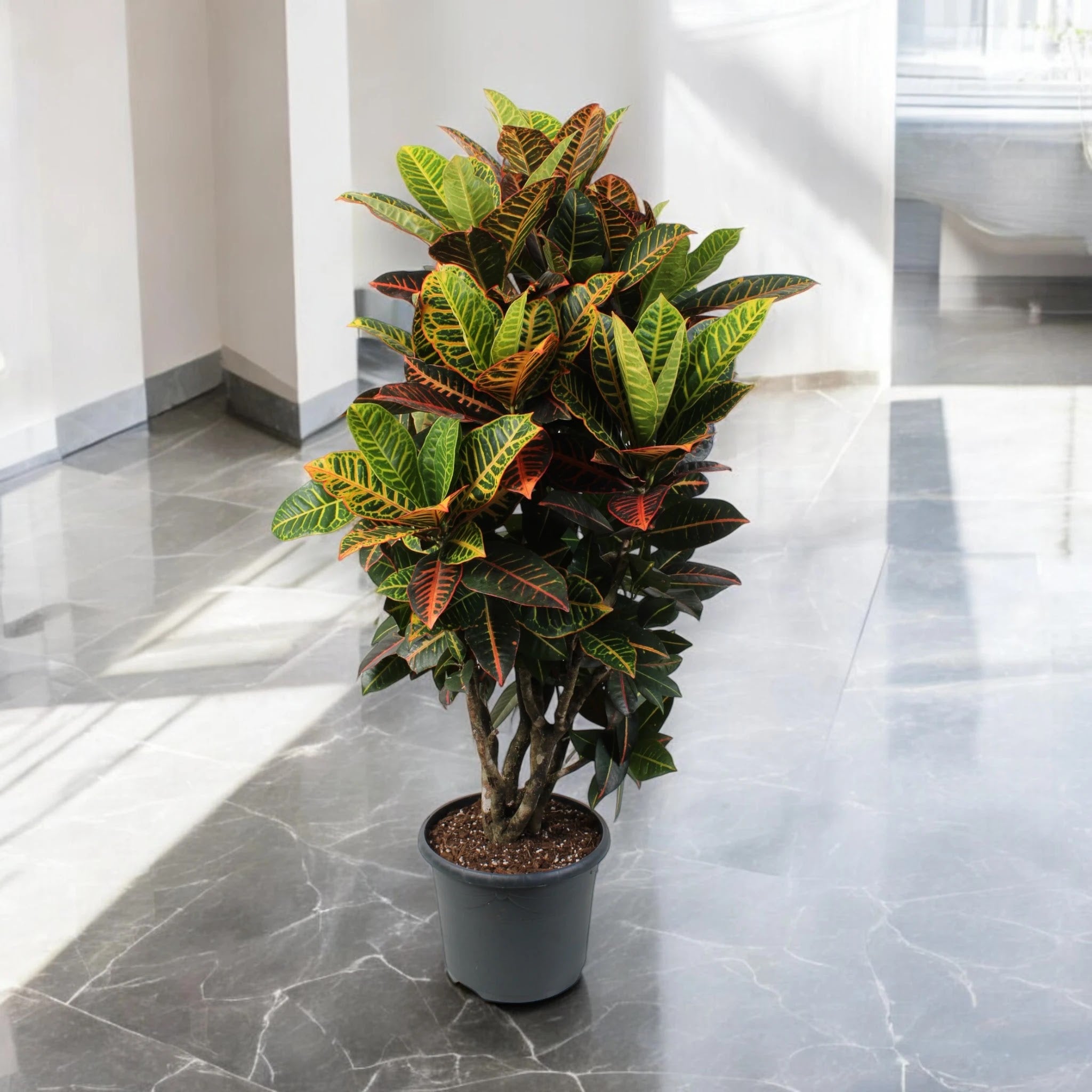 Codiaeum variegatum 'Petra'
