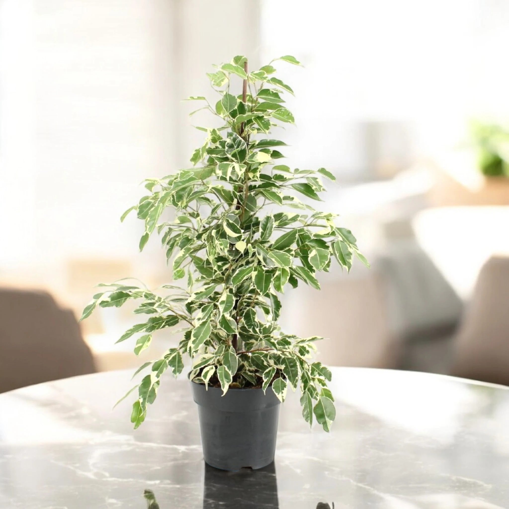 Ficus benjamina 'Twilight'